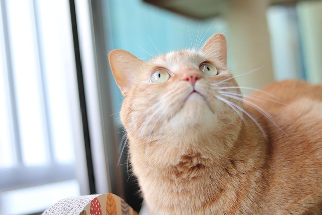 Orange Tabby Kitten