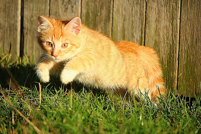 Orange Tabby Kitten