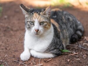 orange-tabby-kitten-640x480-59123144.jpeg
