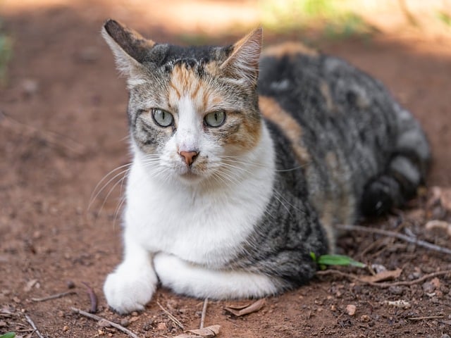 orange-tabby-kitten-640x480-59123144.jpeg