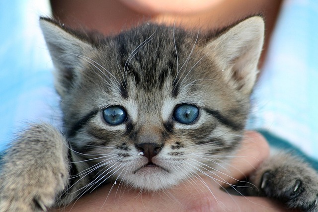 Orange Tabby Kitten