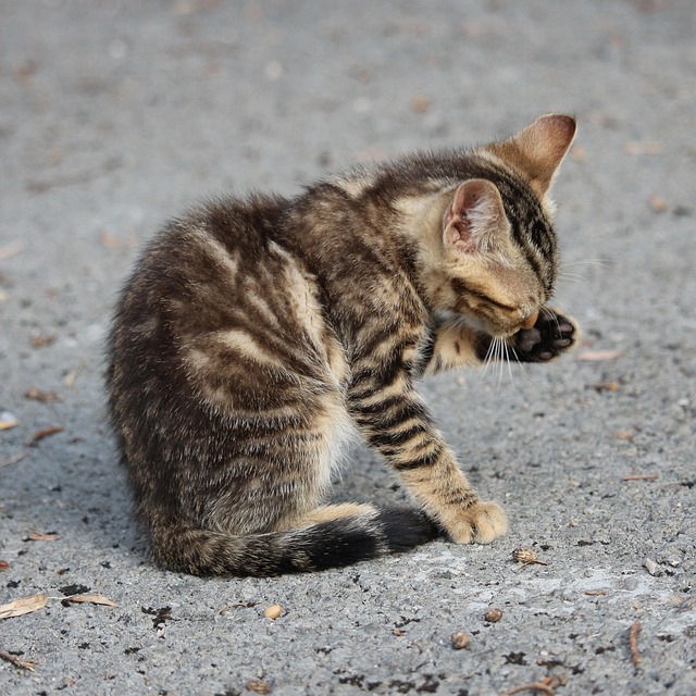 Orange Tabby Kitten