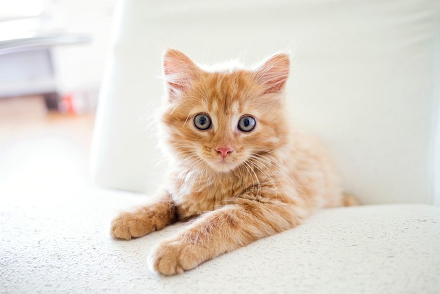 Orange Tabby Kitten