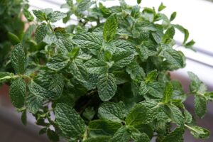 peppermint-tea-640x480-1346331.jpeg