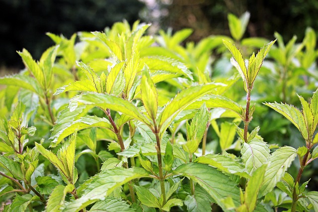 Peppermint Tea