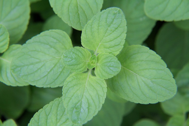 Peppermint Tea