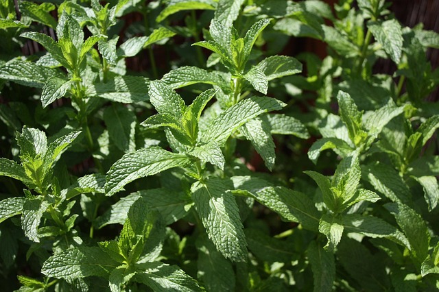 peppermint-tea-640x480-31487675.jpeg