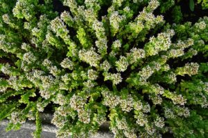 peppermint-tea-640x480-48330784.jpeg