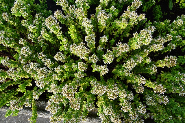 peppermint-tea-640x480-48330784.jpeg