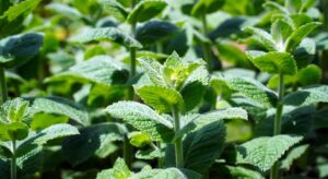 peppermint-tea-640x480-52924024.jpeg