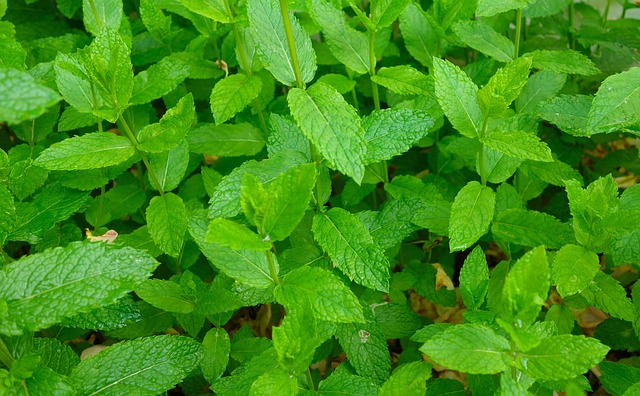 Peppermint Tea