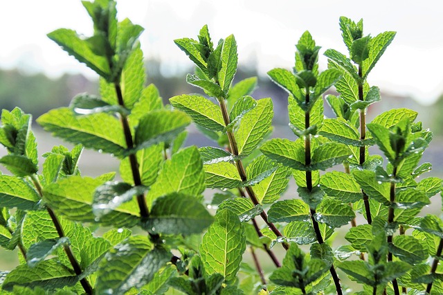 Peppermint Tea