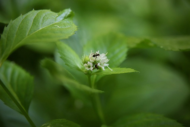 Peppermint Tea