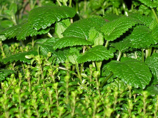 peppermint-tea-640x480-65193368.jpeg