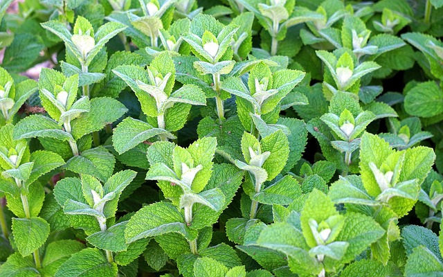 Peppermint Tea