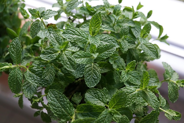 Peppermint Tea