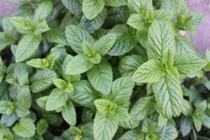 peppermint-tea-640x480-76847270.jpeg