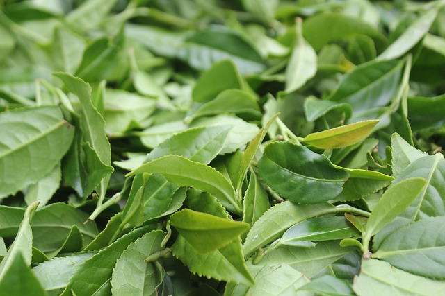 Peppermint Tea