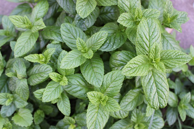 Peppermint Tea