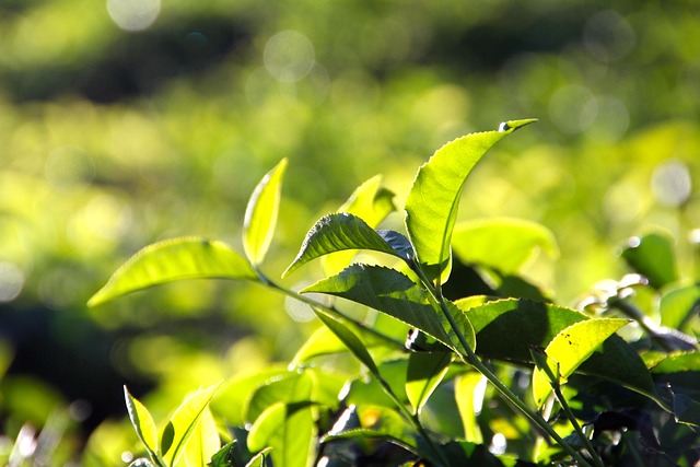 Peppermint Tea
