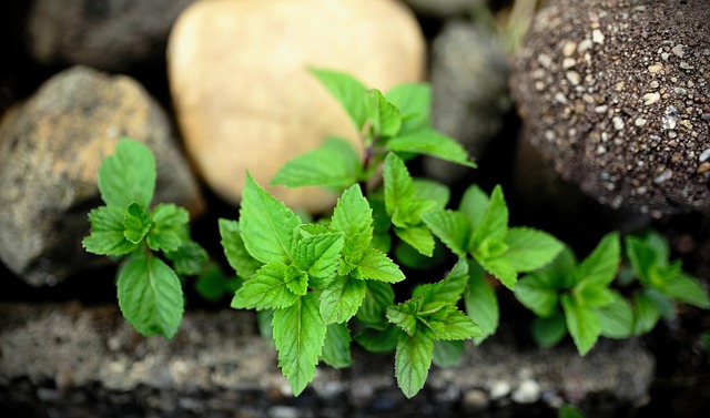 Peppermint Tea