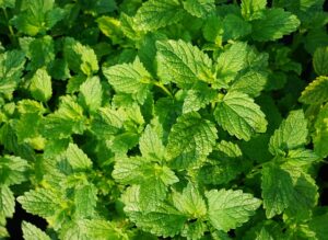 peppermint-tea-640x480-98772092.jpeg