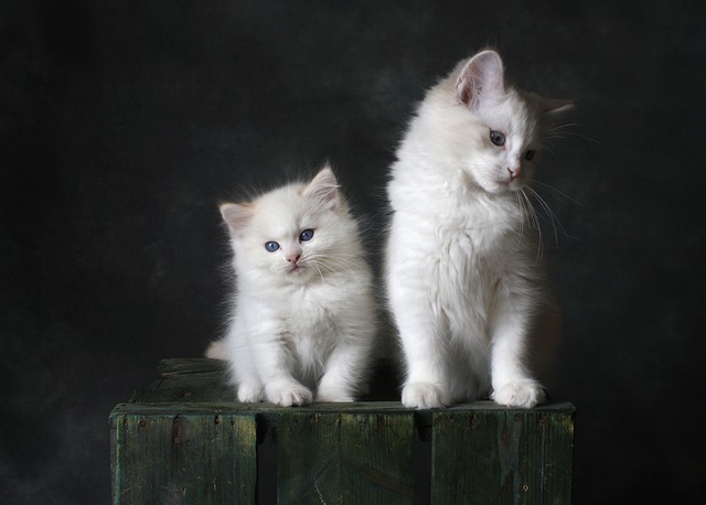 Playful Marmalade Cats