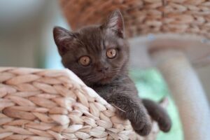 playful-marmalade-cats-640x480-21746014.jpeg