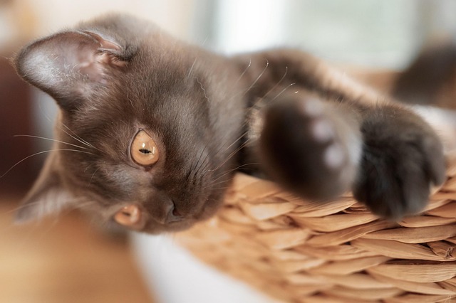 Playful Marmalade Cats