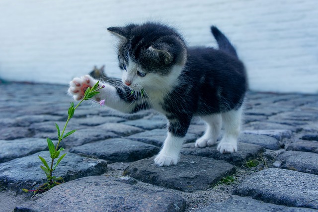 Playful Marmalade Cats