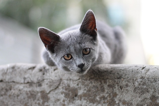 playful-marmalade-cats-640x480-63884721.jpeg