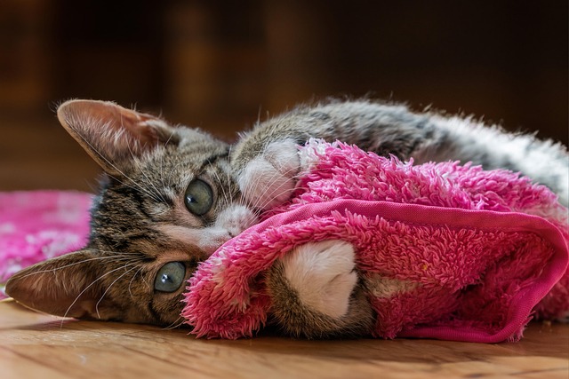 Playful Marmalade Cats