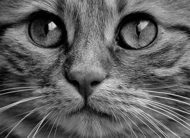 playful-marmalade-cats-640x480-75650153.jpeg