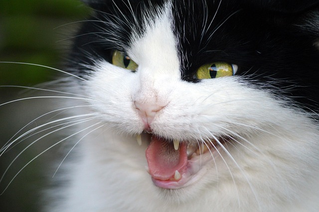 playful-marmalade-cats-640x480-7577517.jpeg