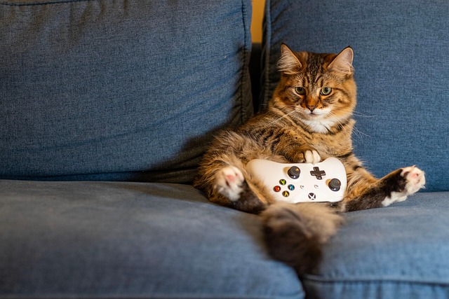 Playful Marmalade Cats