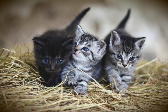 Playful Marmalade Cats