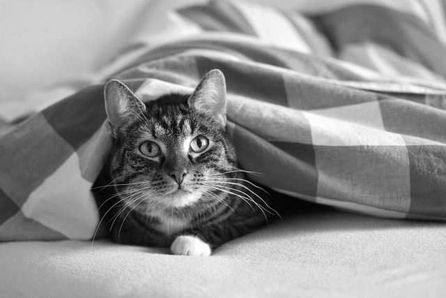 Tabby Cats