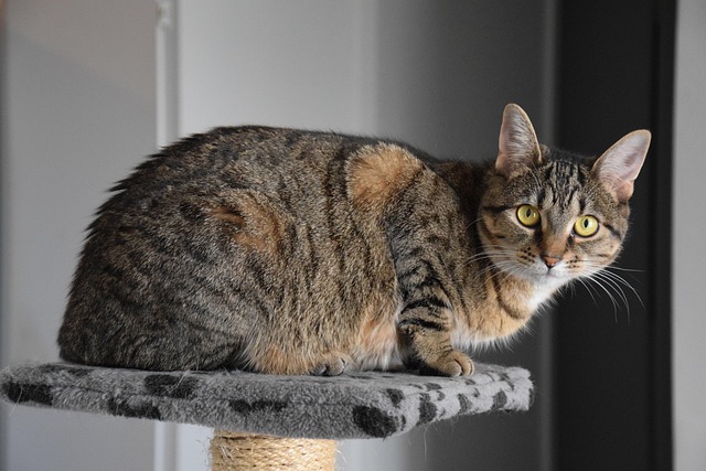adorable-orange-tabbies-640x480-63410842.jpeg