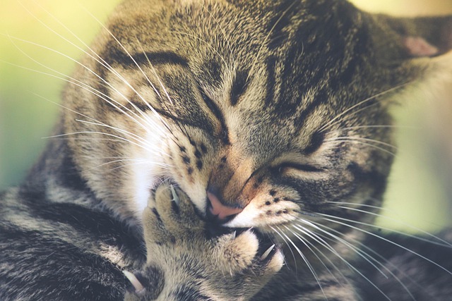 adorable-orange-tabbies-640x480-63939809.jpeg