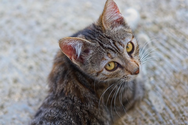 adorable-orange-tabbies-640x480-92568900.jpeg