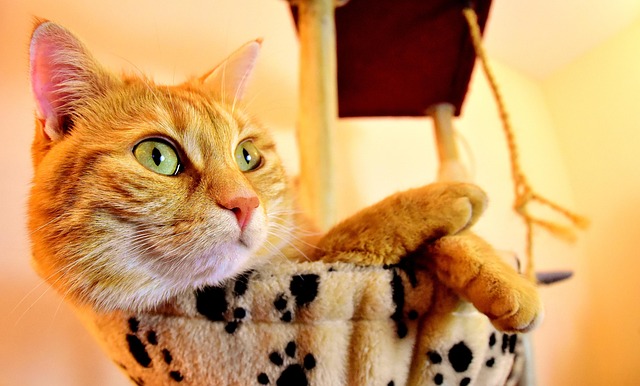 Awesome Ginger Cats
