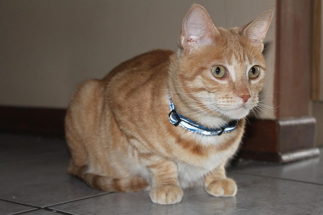 Awesome Ginger Cats