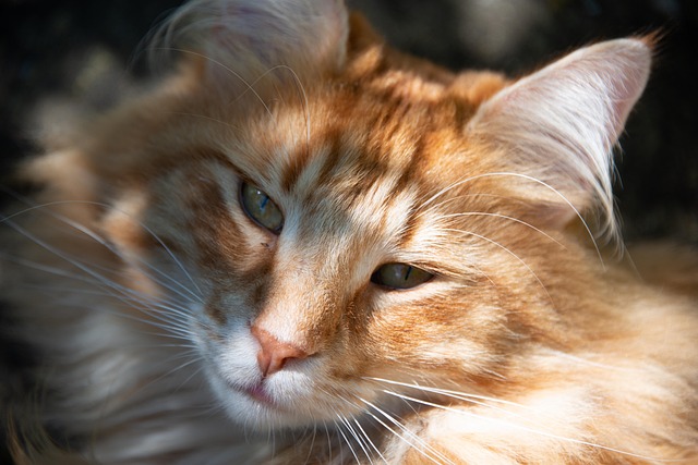 Awesome Ginger Cats