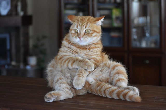 Awesome Ginger Cats