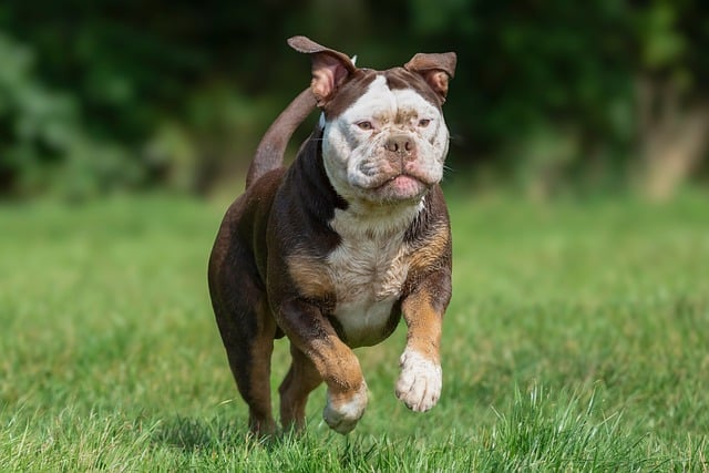 best air purifier for pets