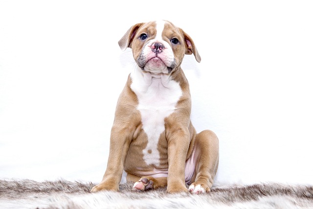 best air purifier for pets