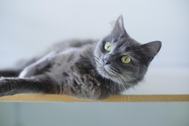 best-air-purifier-for-pets-640x480-35952026.jpeg