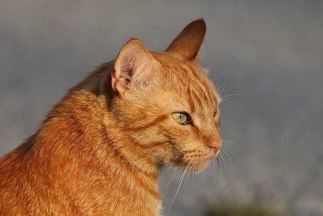 Cute Orange Cats