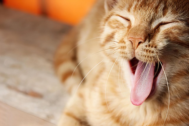 cute-orange-cats-640x480-20607690.jpeg