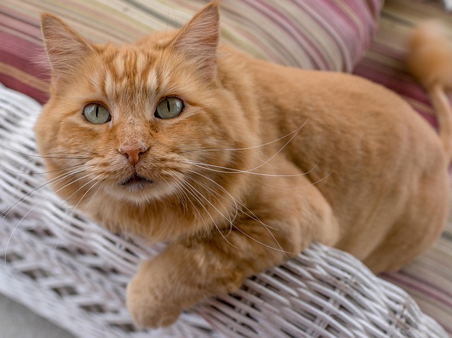 cute-orange-cats-640x480-45815376.jpeg